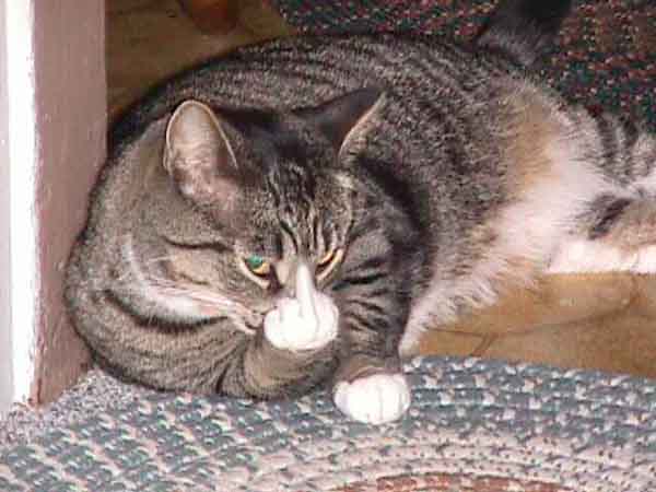 Mmmmmm, pussy!!